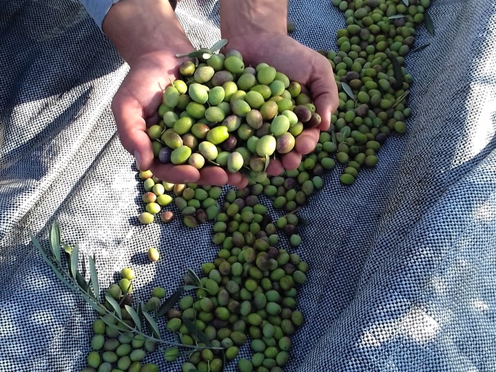 lekanes-olivetree