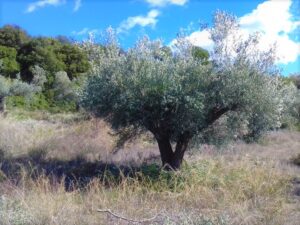 Olive tree.